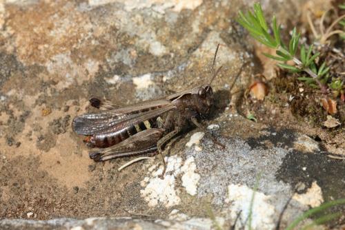 Réf. 233 157 : Omocestus rufipes